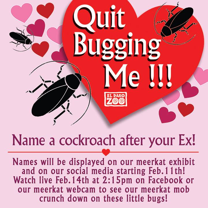 Vernoem een kakkerlak naar je ex